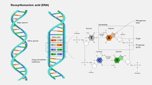 डीएनए (DNA) क्या है? 