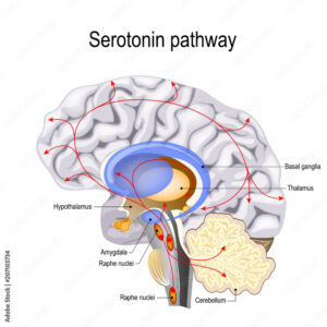 Serotonin