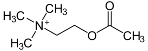 Acetylcholin